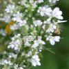 Daucus carota